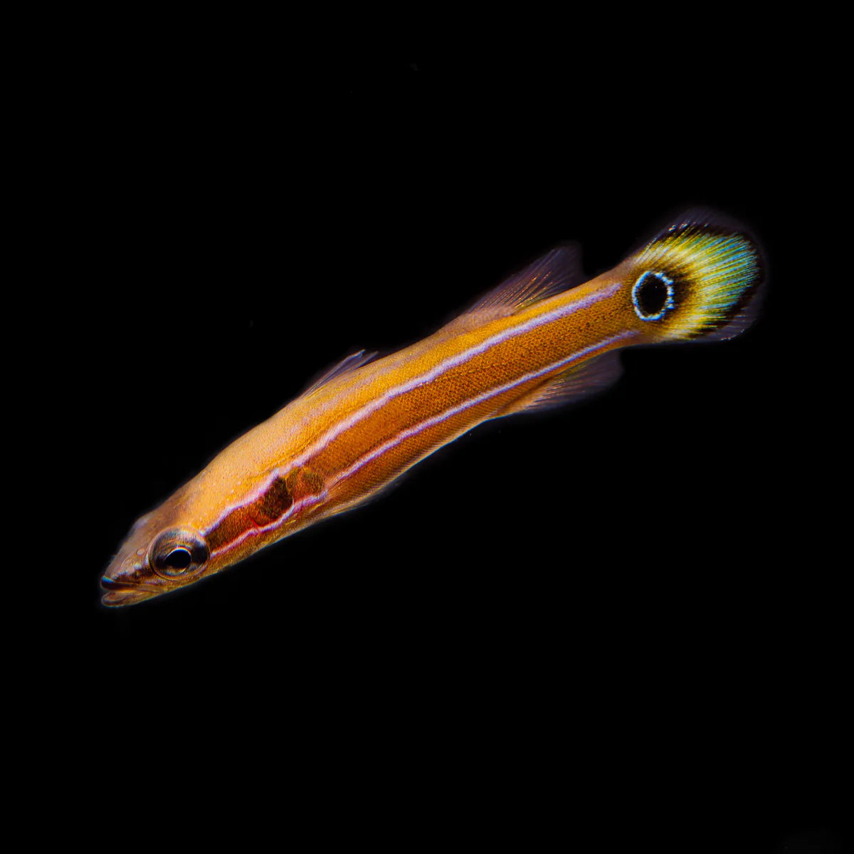 Captive Bred Australian Flathead Perch