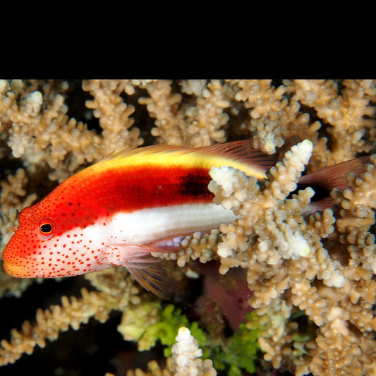 Freckled Face Hawkfish