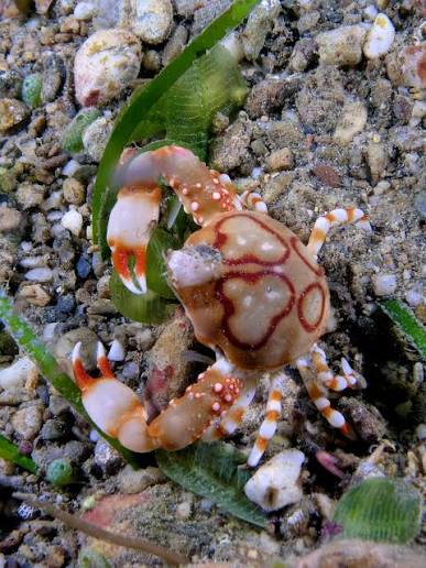 Pebble Crab