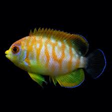 Captive Bred Hybrid leopard pyge Angelfish