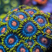 Blowpop Zoanthid Frag