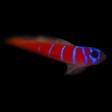 Catalina Goby