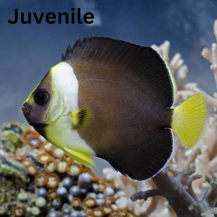 Captive Bred Personifer Angelfish