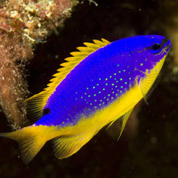 Fijian Damsel