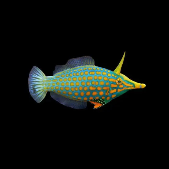 Orange Spott Filefish