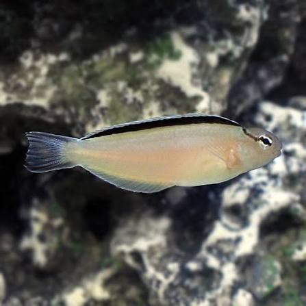 Captive Bred Disco Blenny