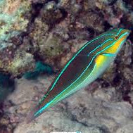Orange Line Wrasse