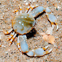 Pebble Crab