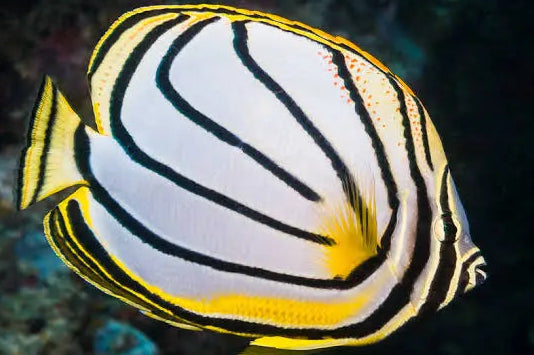 Meyer's Butterfly