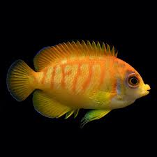 Captive Bred Hybrid leopard pyge Angelfish