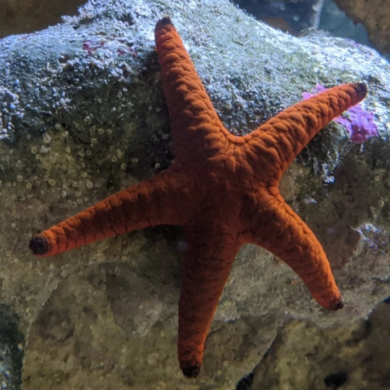 Black Tip Fromia Starfish