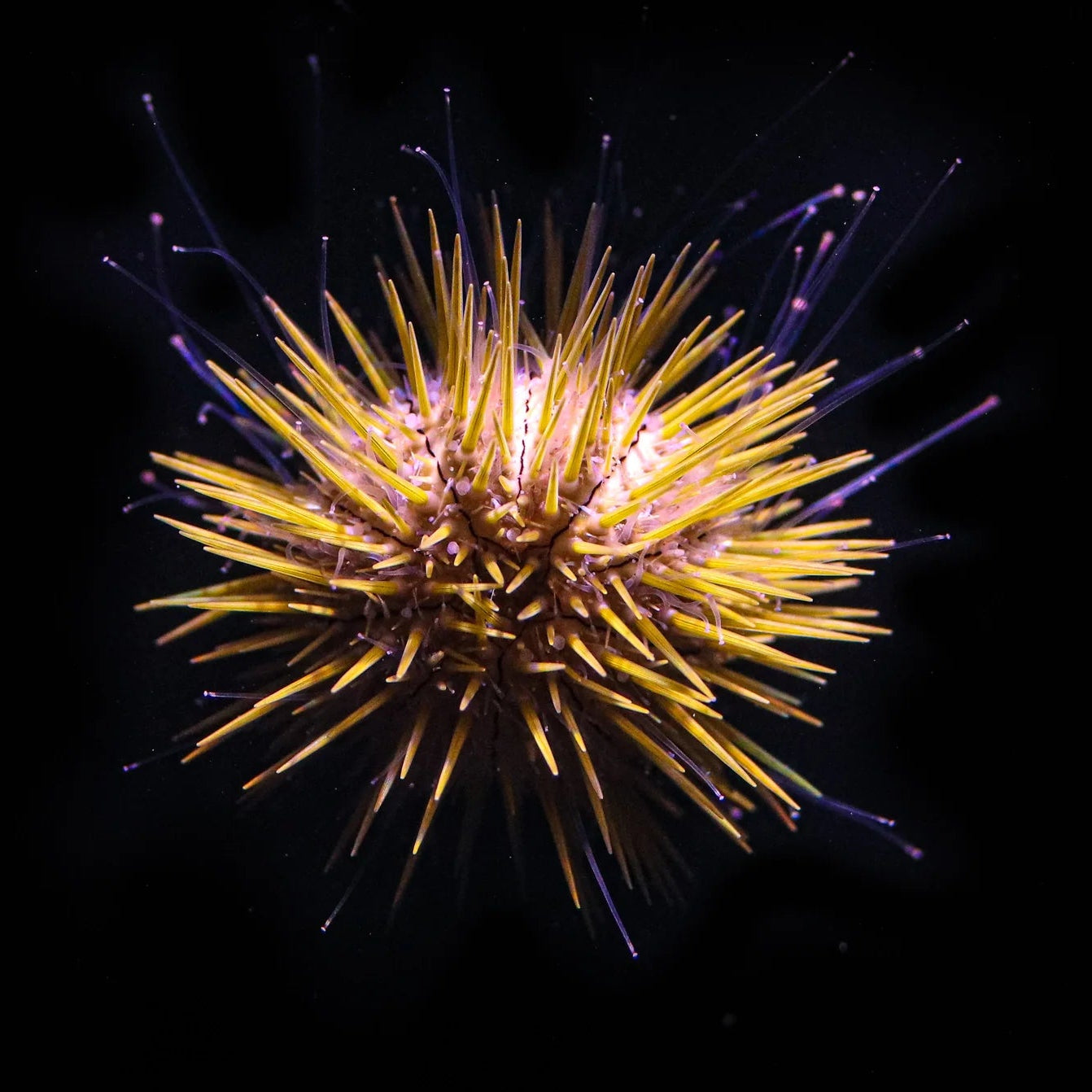 XS Captive Bred Jewelled Urchin