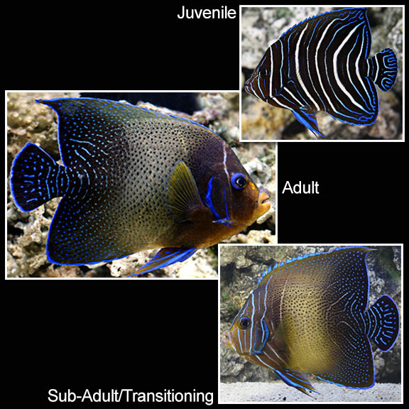 Juvenile Koran Angelfish