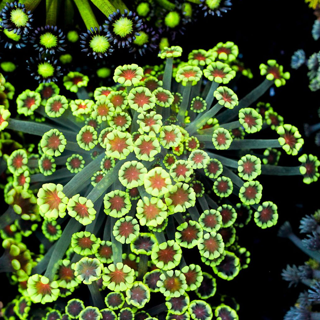 Small Pink Center Yellow Alveopora Colony