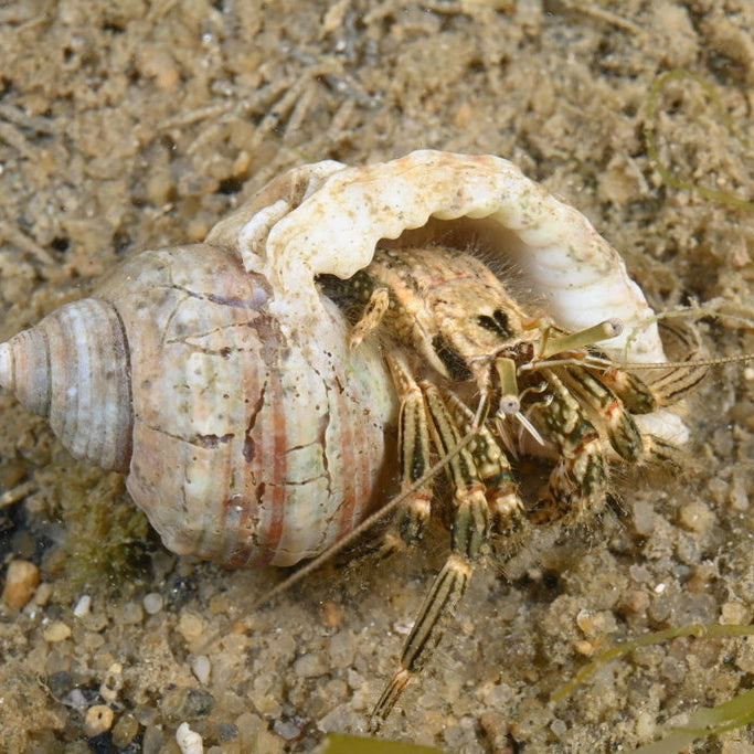Ribbed Hermit Crab