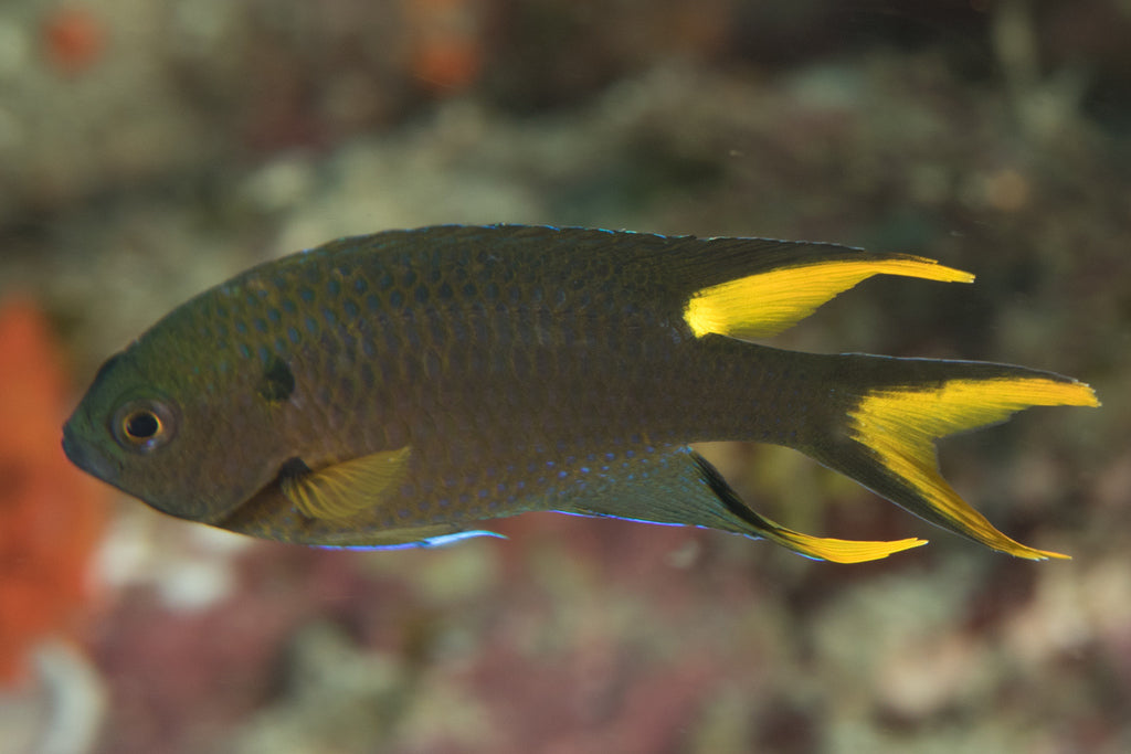 Violet Damselfish