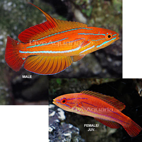 Male Red Tail Flasher Wrasse