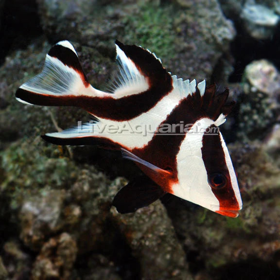 Red Emperor Snapper