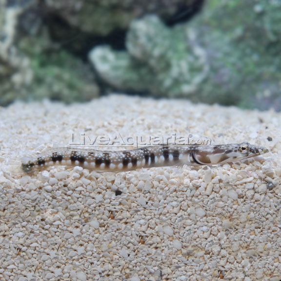 Orange Throat Pike Blenny