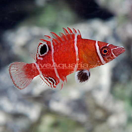 Tanaka's Possum Wrasse