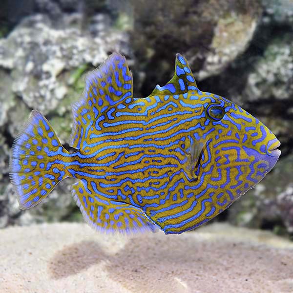 B Line Fish Buy Corals fish online | Aquarium fishes| Saltwater fish for sale ...