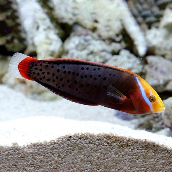 Queen Coris Wrasse