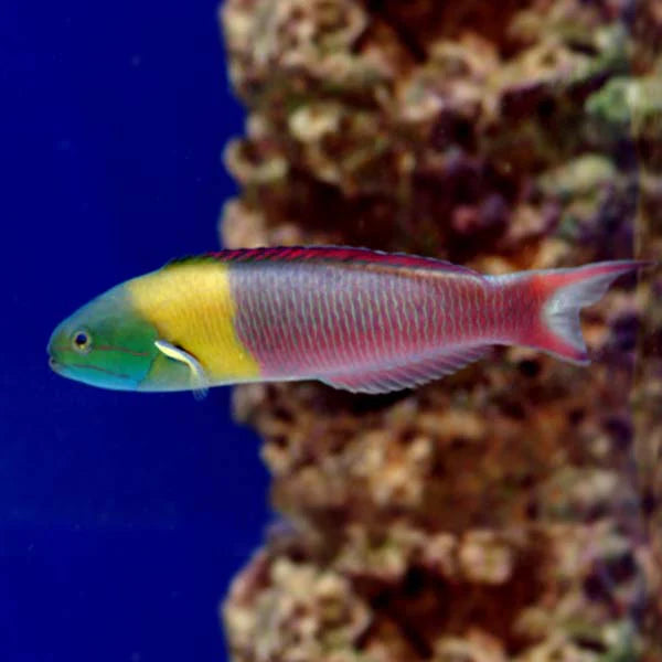 Paddlefin or Mexican Rainbow Wrasse