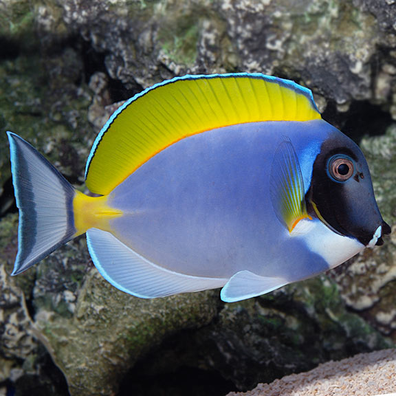 Showsize Powder Blue Tang