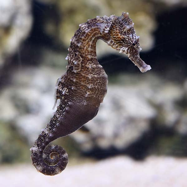 Captive Bred Longsnout Seahorse