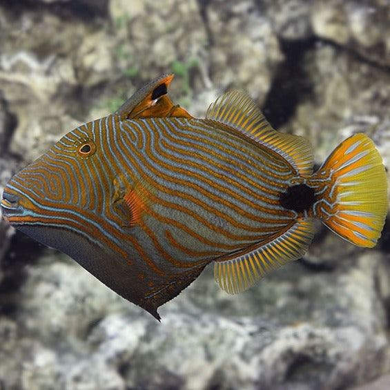 XL Undulate Triggerfish