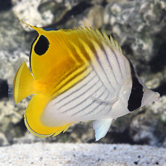 Thread Fin Butterflyfish