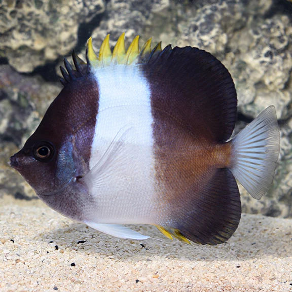 Black Pyramid Butterflyfish