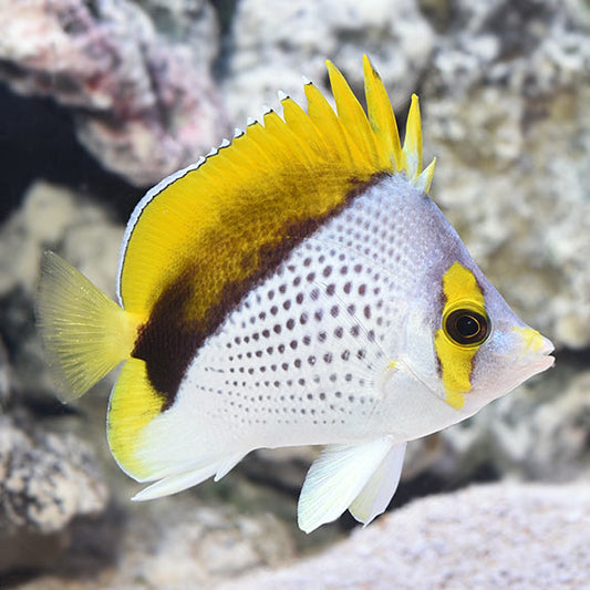 Marquesan Butterflyfish