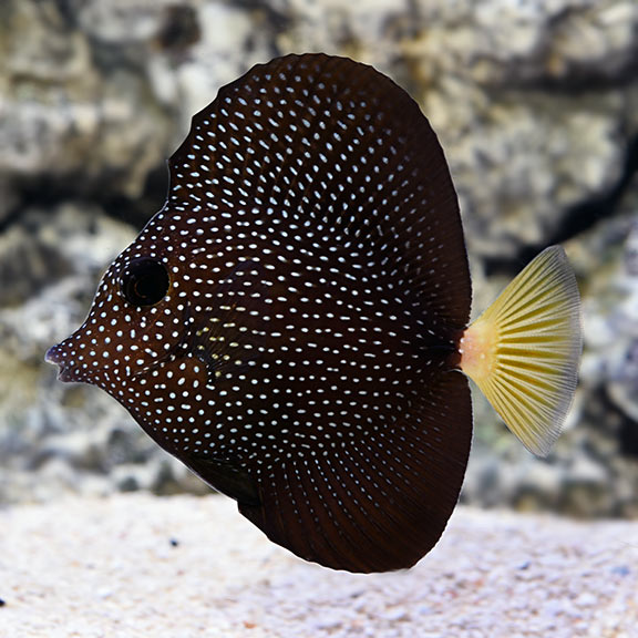 Captive Bred Gem Tang