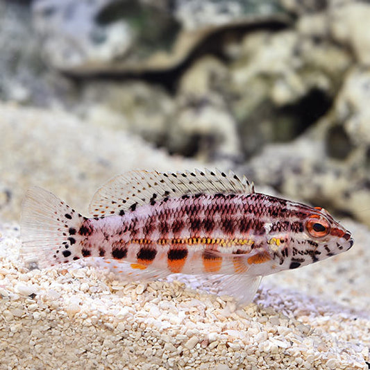 Buy Corals fish online | Aquarium fishes| Saltwater fish for sale ...