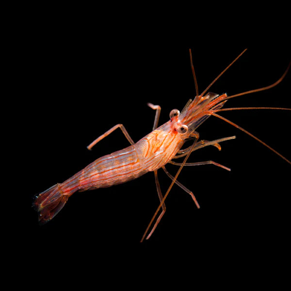 Peppermint Shrimp (Aiptasia Eating Guranteed)