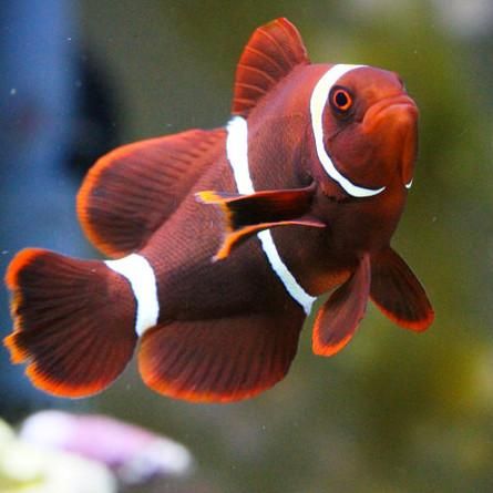 Captive Bred White Stripe Maroon Clownfish