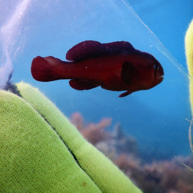 Black Clown Goby