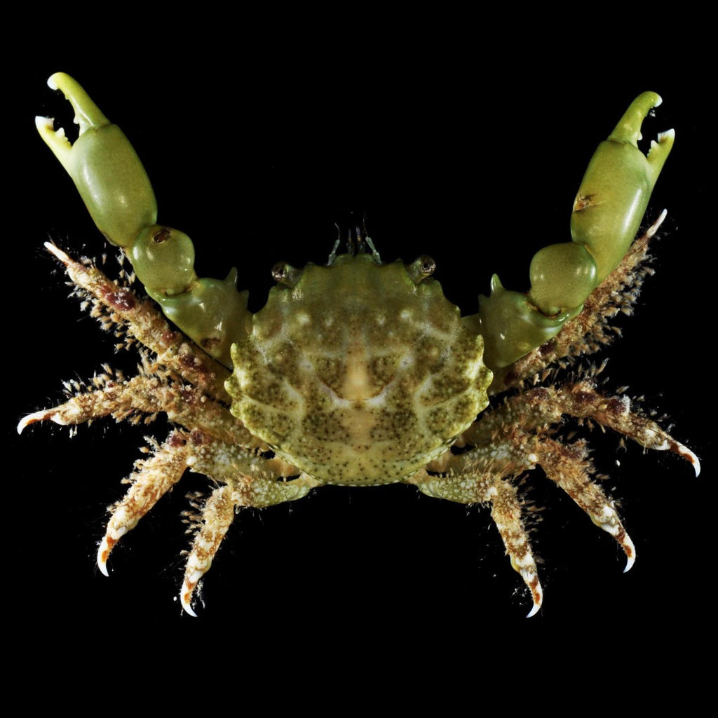 Emerald Crab