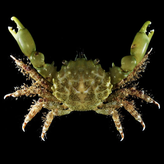 Emerald Crab
