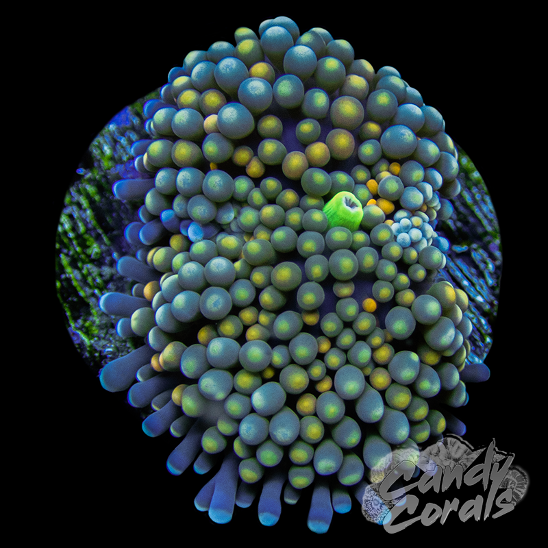 Assorted Rainbow Florida Ricordia Mushroom