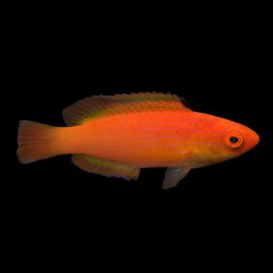 Female Nahacky Fairy Wrasse
