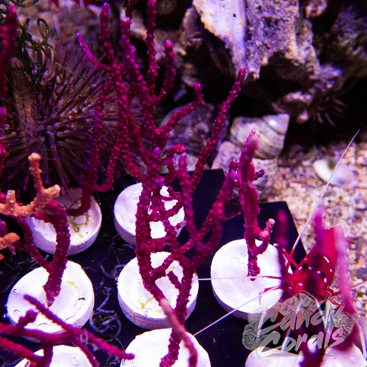 Burgundy Non-photosynthetic Gorgonian