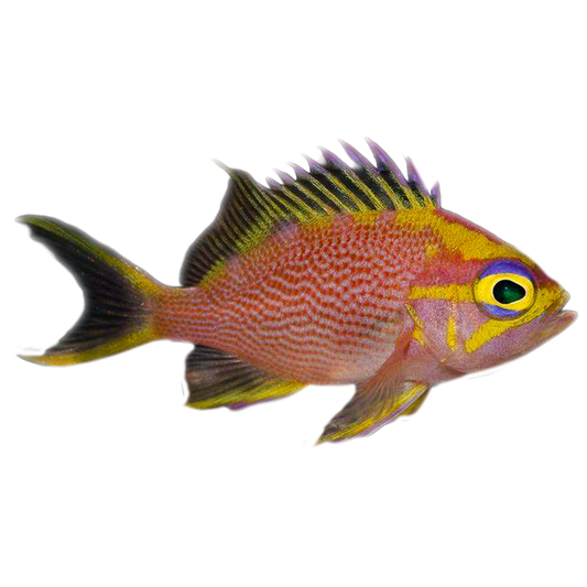 Randalli Anthias