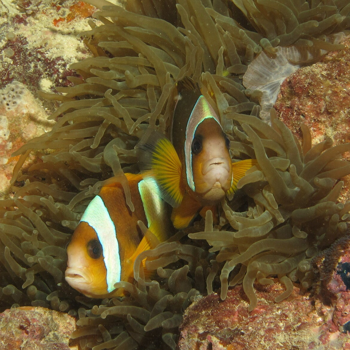 XL Pair of Wild Caught Madagascar Clownfish