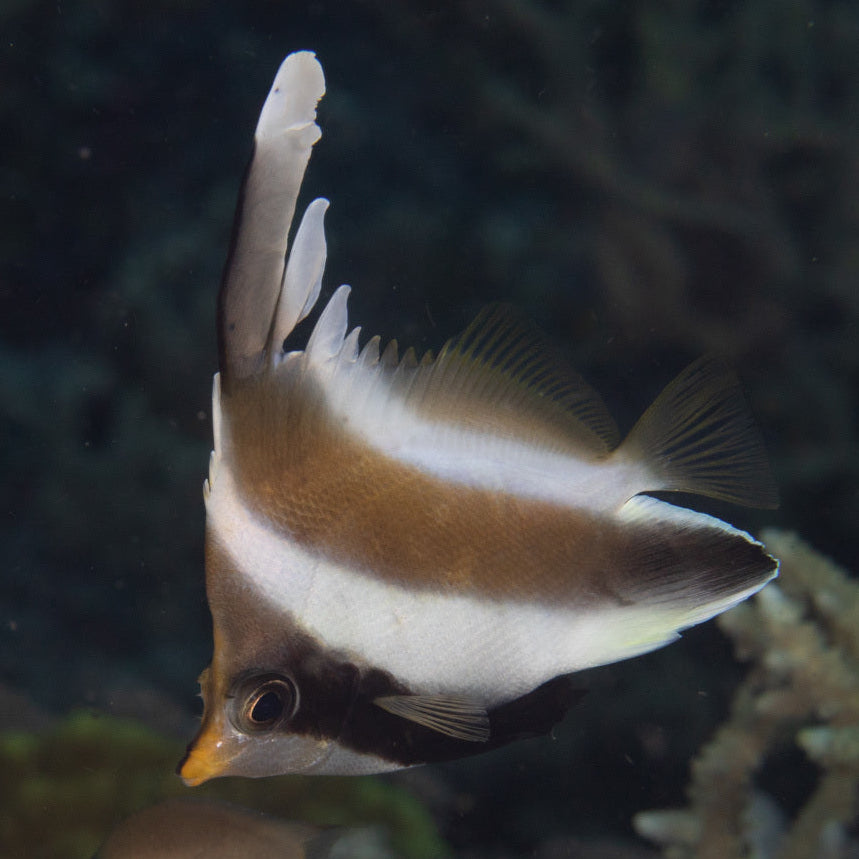 Pennant Bannerfish