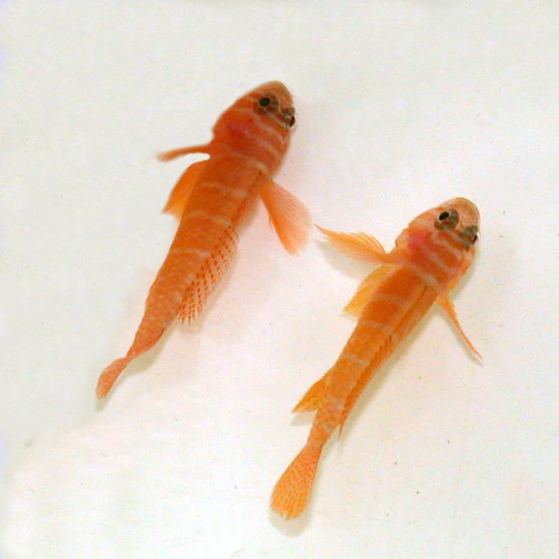 Rusty Goby Mated Pair