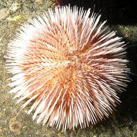 XS Red Pincushion Urchin