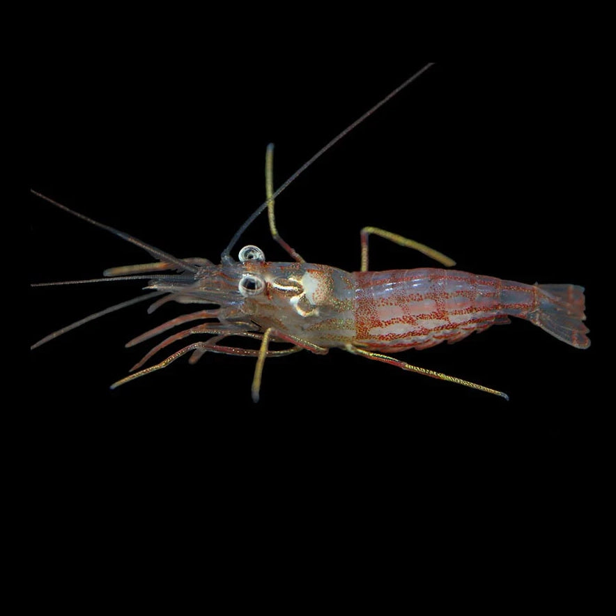 Captive Bred Peppermint Shrimp(Aiptasia Eating Guranteed)