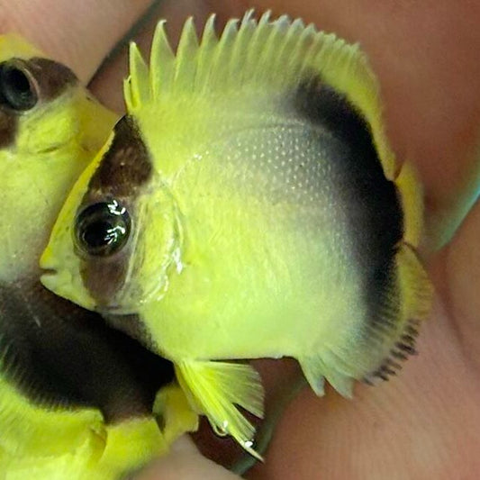 Captive Bred Yellow Ear Angelfish